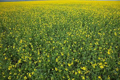 小岛秀夫希望成为首个在太空中制作游戏的开发者