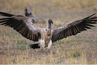 首战告捷！《咩咩启示录》首周销量破100万